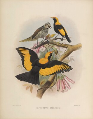 Plate No. 27 Sericulus Melinus Birds of Paradise by Daniel Elliot Giclee Repro