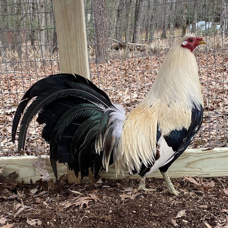 12+ Assorted PURE And Crossed Gamefowl Hatching Egg's eBay