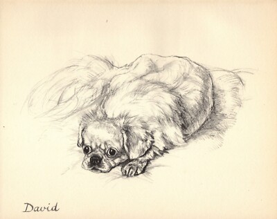 Vintage Pekingese Print 1937 Vere Temple Pekingese Illustration Art 5183c