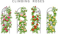 Climbing Rose Vine Seeds 30 Plus Seeds for Planting