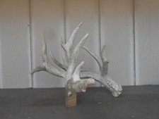NON-TYPICAL 100 2/8 B&C WHITETAIL DEER ANTLER  antlers mule elk mount rack 