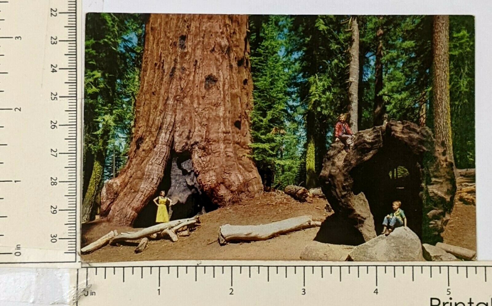Kings Canyon National Park CA General Lee Tree Fallen Monarch VTG Postcard 1950s thumbnail 3