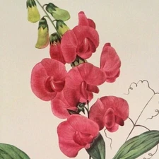 Pierre Joseph Redoute Flowers Lathyrus Latifolius Botanical Art Book Plate 69