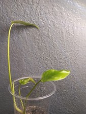 Monstera Mint Live Extremely Rare Variegated Tropical Houseplant