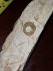 Chrinoid Fossil in Rock Matrix Specimen with Circular Impression, Approx. 6"x 1" — photo 7