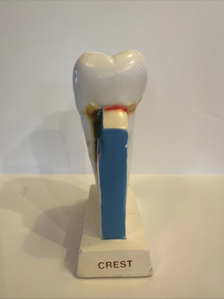 Cepillo de dientes gigante vintage educación dental utilería de exhibición periodontal Foto 2 de 4