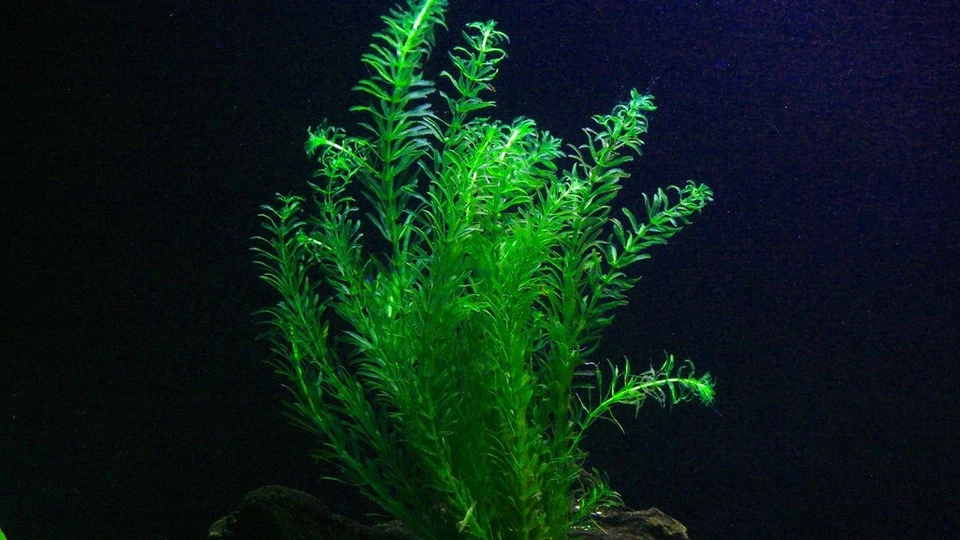 Egeria densa 21 tiges plantes aquarium oxygénante 15/25cm - Photo 1/1