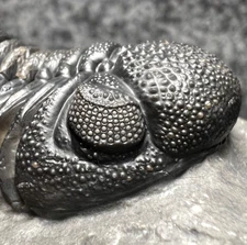 Moroccops sp. Trilobite Fossil – Bumpy, Highly Detailed Specimen