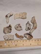 9pcs River Polished Natural Fossilized Coral Crystals