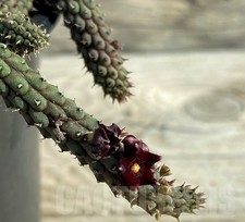 Echidnopsis oviflora