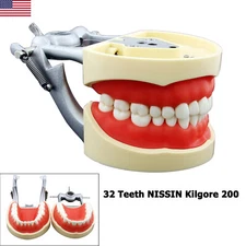 NISSIN Kilgore 200 Type Dental Typodont Model 32 Removable Teeth Soft Tissue USA