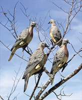 Expedite International Decoys 814185 6x Edge Clip On Dove Decoy on sale Expedite International Decoys 814185 6x Edge Clip On Dove Decoy on sale