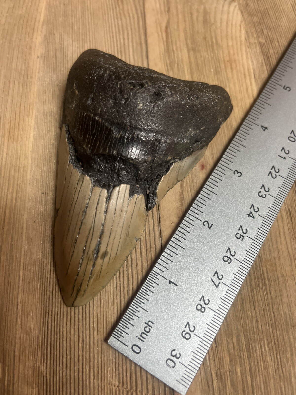 MEGALODON SHARK TOOTH Real Fossil - w/ DISPLAY STAND
