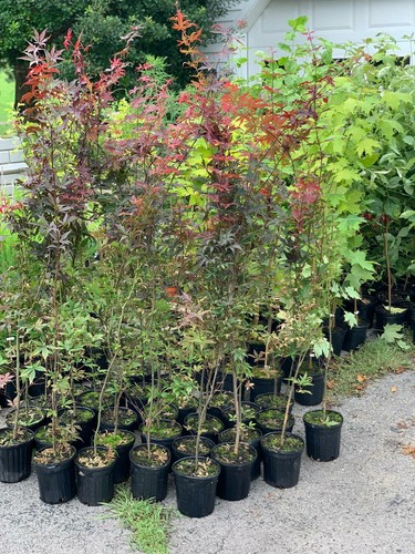 Japanese Red Maple Tree - Live Plant - 36-48" Tall - Outdoor Tree - Branching - Picture 4 of 11