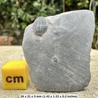 Elrathia Trilobite Fossil – Genuine Cambrian Marine Arthropod from Usa –