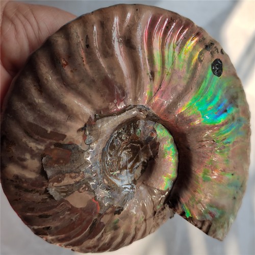 Arcobaleno 800g!! Conchiglia originale naturale non lucidata Ammonite esemplare fossile L10 - Foto 21 di 22