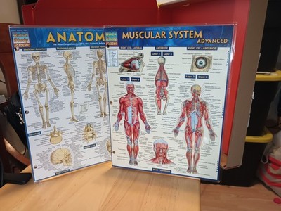Muscular & Anatomy Advanced Quick study Tri-Folds Reference Guide study 2 Pc Set