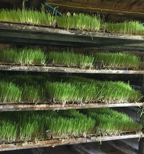 Commercial Fodder Pro 3.0 -Feed your animals nutrient dense, fresh feed all year