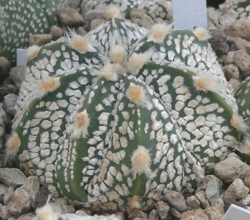 C 3445-14 Astrophytum Multihybride - own roots