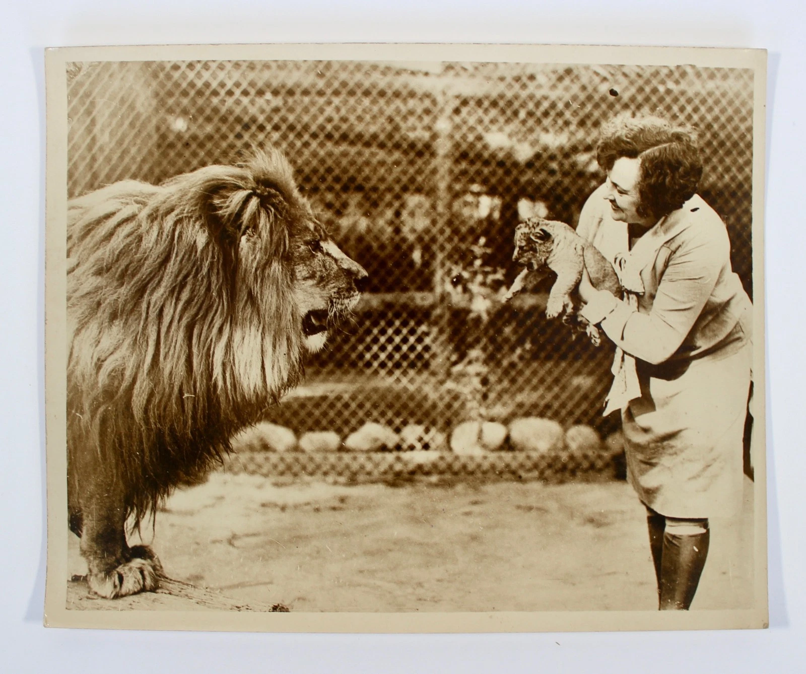 オリジナル プレス フォト 1929 The Lion ZUMA & Son ZEPPELIN Pacific & Atlantic Photos - 画像2/4