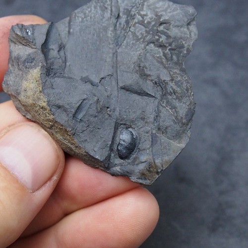 Tuerca cápsula de semilla de planta fósil carbonífero fosilies Alemania - Imagen 3 de 6