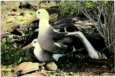 Postcard - Waved albatross (Diomedia irrorata) Ecuador.