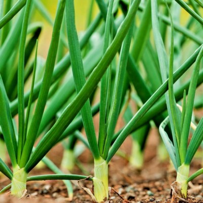 Organic Nebuka Evergreen Bunching Onion eed 25 Count
