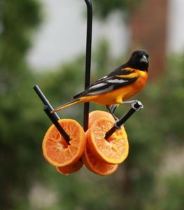 Erva Wild Bird Hanging Fruit Feeder For Outdoors Powder Coated
