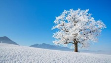 Landscape nature trees snow Custom Gaming Mat Desk
