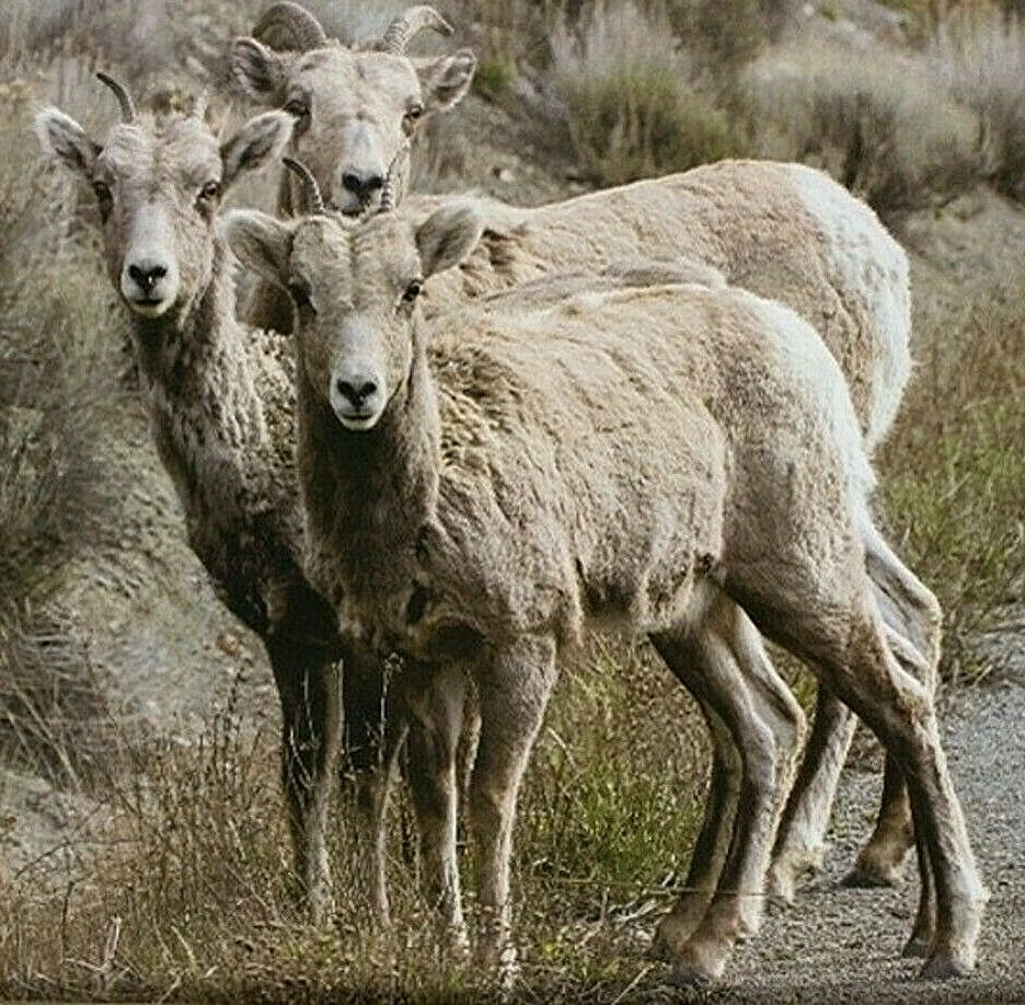 Knietablett Betttablett Laptopunterlage Tiermotiv Schaf Schafe Mars & More - Bild 2 von 3