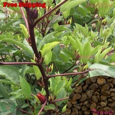 Roselle Seeds | Burmese Roselle, Asian Sour Leaf Seeds, Hibiscus sabdariffa