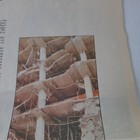 Foto 7 di 8