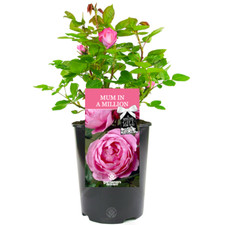 Mum In A Million Rose - Gift For Mum - Live Rose Bush Plant
