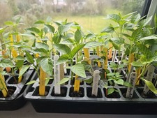 Hungarian Hot Wax Chilli Plug Plant - UK Grower With Plant Passport