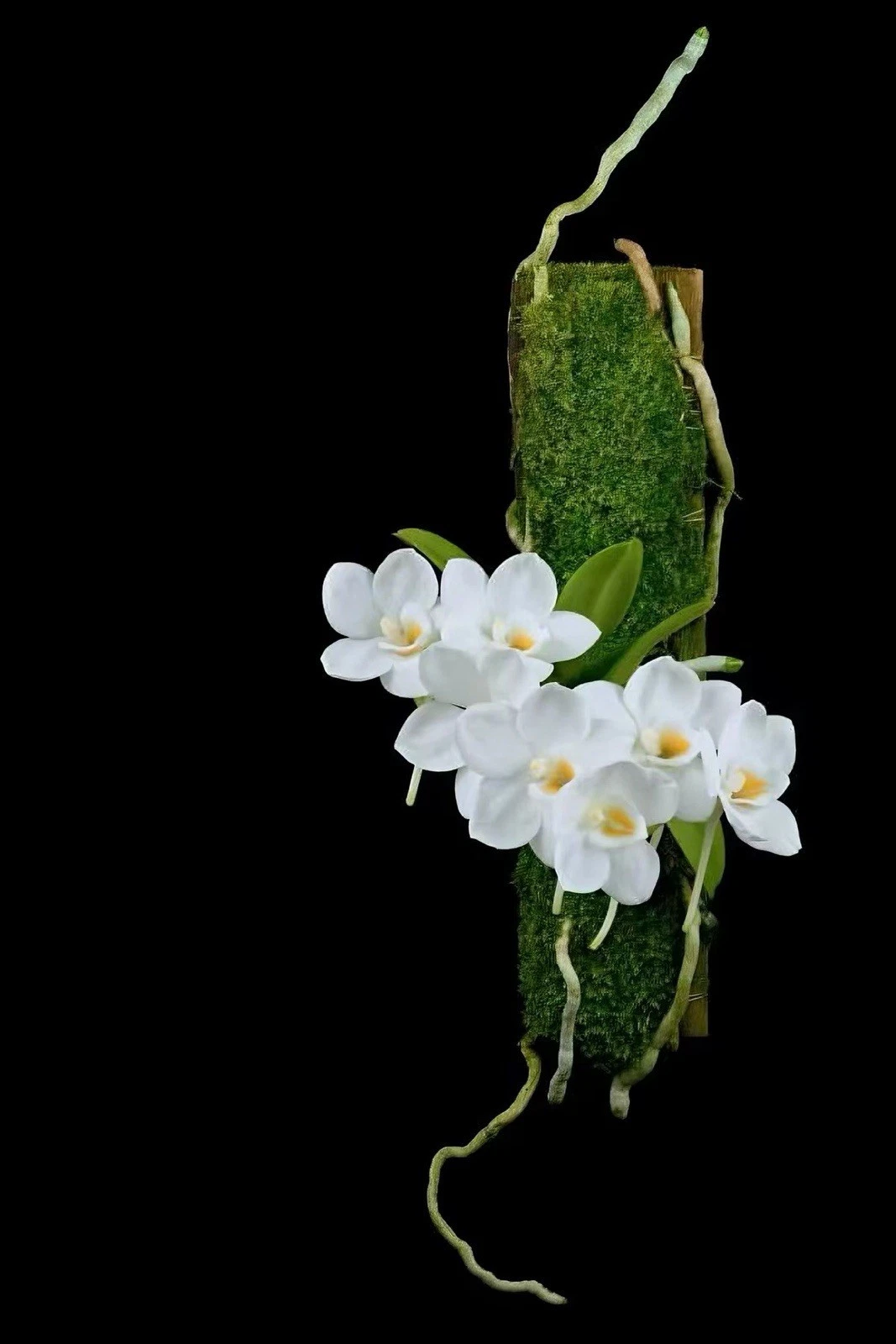 Philippines Amesiella philippinensis Rare Species Orchid Blooming Mounted Plant
Opens in a new windo