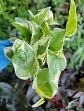 Epipremnum Aureum Variegated~Pearls & Jade Pothos Rooted Live Plant in 2" Pot