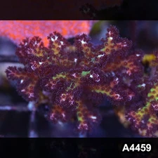 Item#A4459LP4459(S) Hand Selected Ultra Birdsnest Frag 06