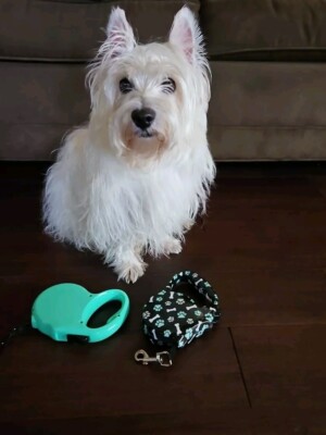 Leashes 16F Long  Turquoise Green & Black (2) For One Price