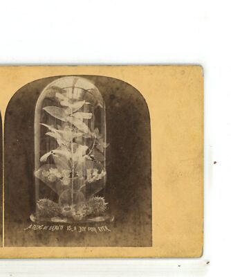 A True Beauty is a Joy Forever Floral Genre Stereoview