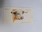 Cigarette card  wills -wild animals heads  - No 10 - free postage - lot  1084