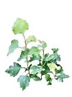 Washington Hawthorn -*3* Live Bare Root Sapling Tree 3-12 inches- Edible Fruit