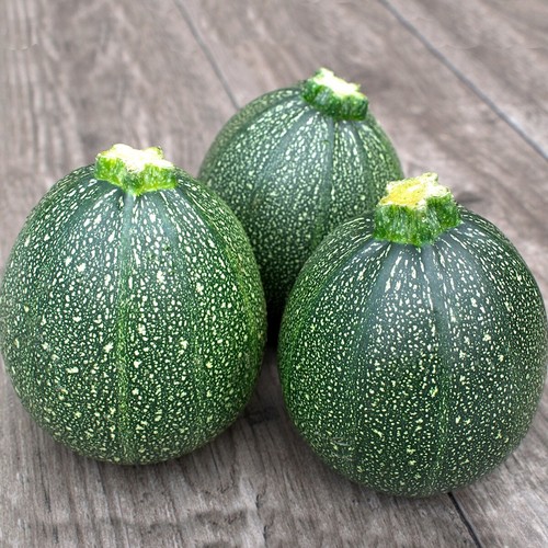 40 Round Zucchini Summer Squash Seeds - Everwilde Farms Mylar Seed Packet - Picture 3 of 3