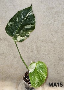 Monstera Albo Seed | eBay