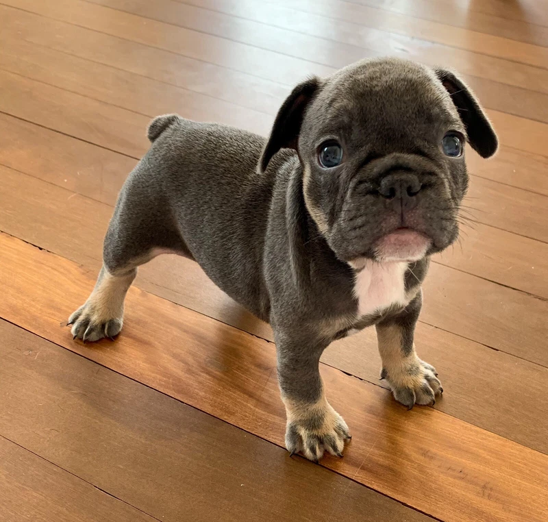 gumtree dogs north east