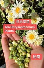 Break Time for bare-rooted Hangbaiju Tea Chrysanthemum live plants 休假中杭白菊胎菊苗