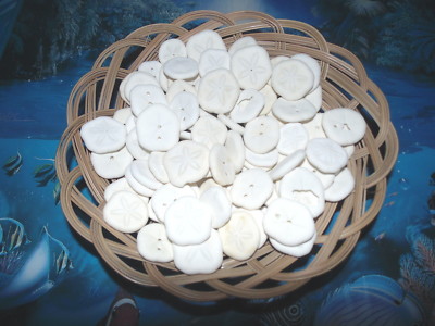 ONE HUNDRED (100) SEA COOKIES IN A BASKET SEA SHELL CRAFT BEACH TROPICAL