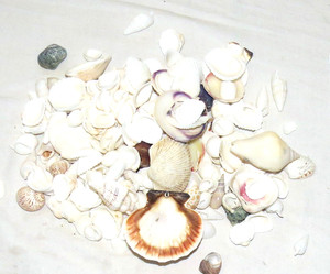 Shells 1lb 200 Pieces Mostly White B