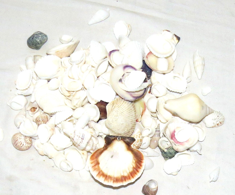 Shells 1lb 200 Pieces Mostly White B