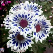 20 Blue Window Daisy flower seeds for spring summer Blue Yellow White colorful 
