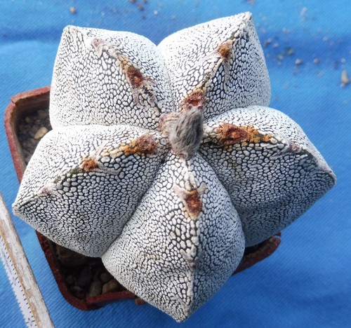 Astrophytum myriostigma f. onzuka - wurzelecht (own roots) - Bild 2 von 3
